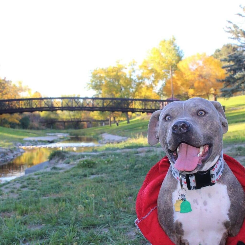 Pit bull in the fall