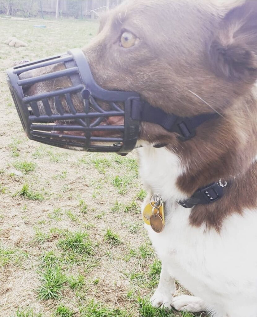 Border collie mix in a muzzle