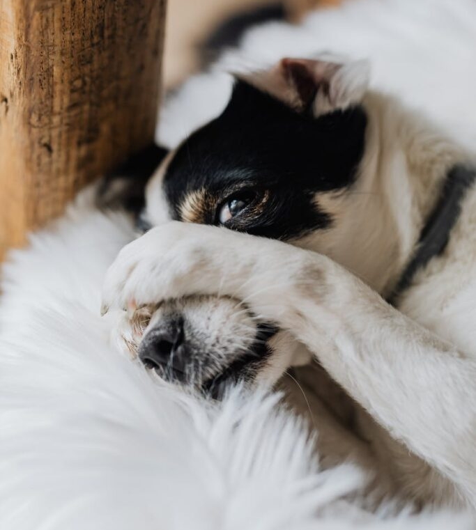 Jack Russell Terrier hiding behind paws 