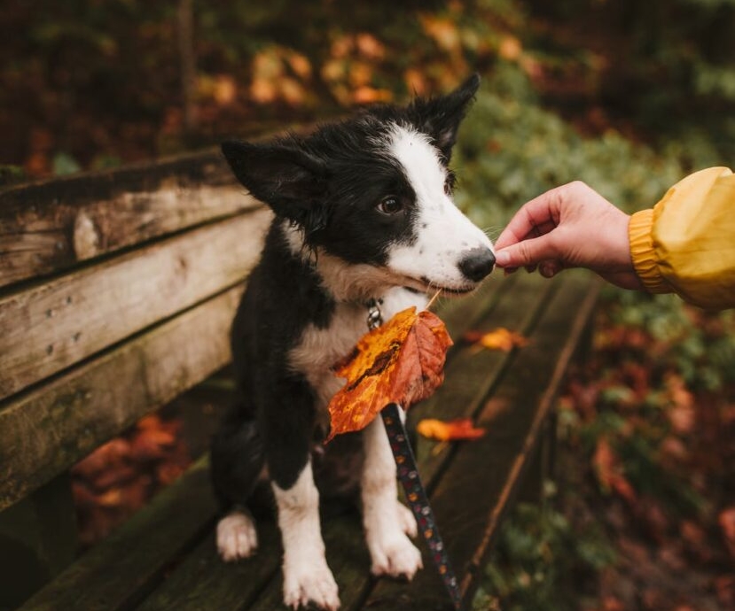 Border collie with leaf in it's mouth.