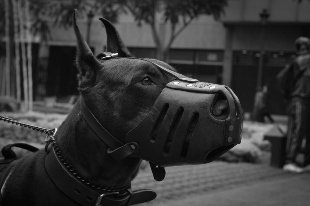 Doberman wearing a muzzle.