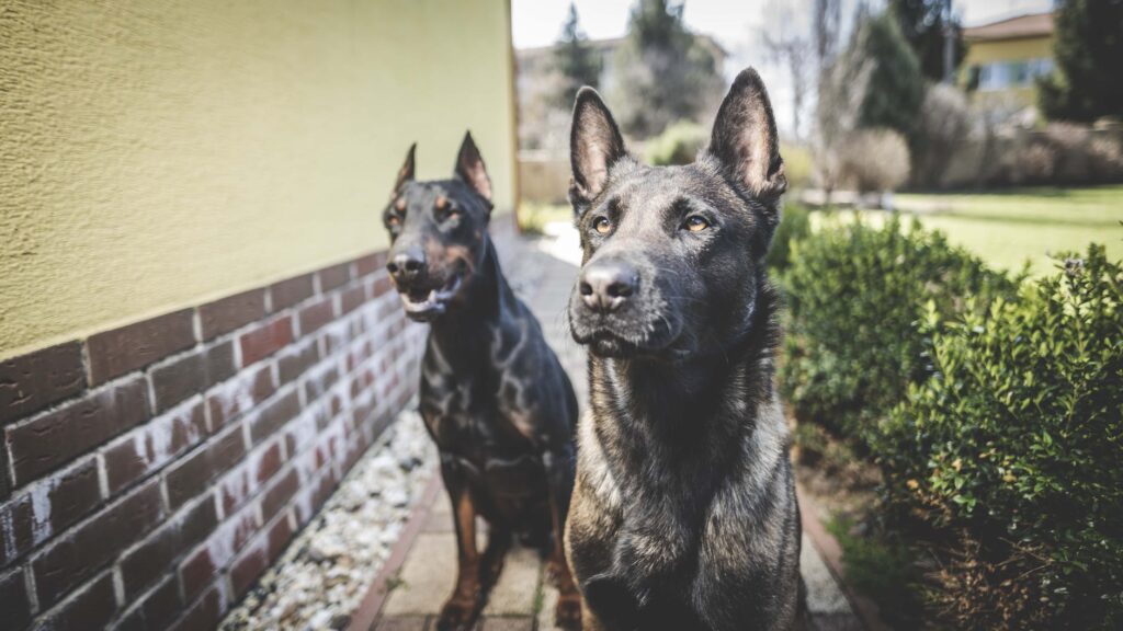 Doberman and German Shepherd 