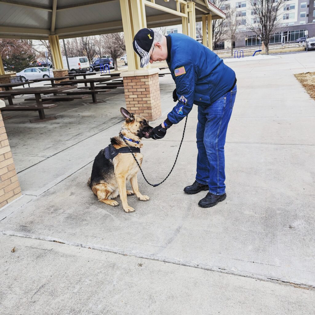 German Shepherd doing training