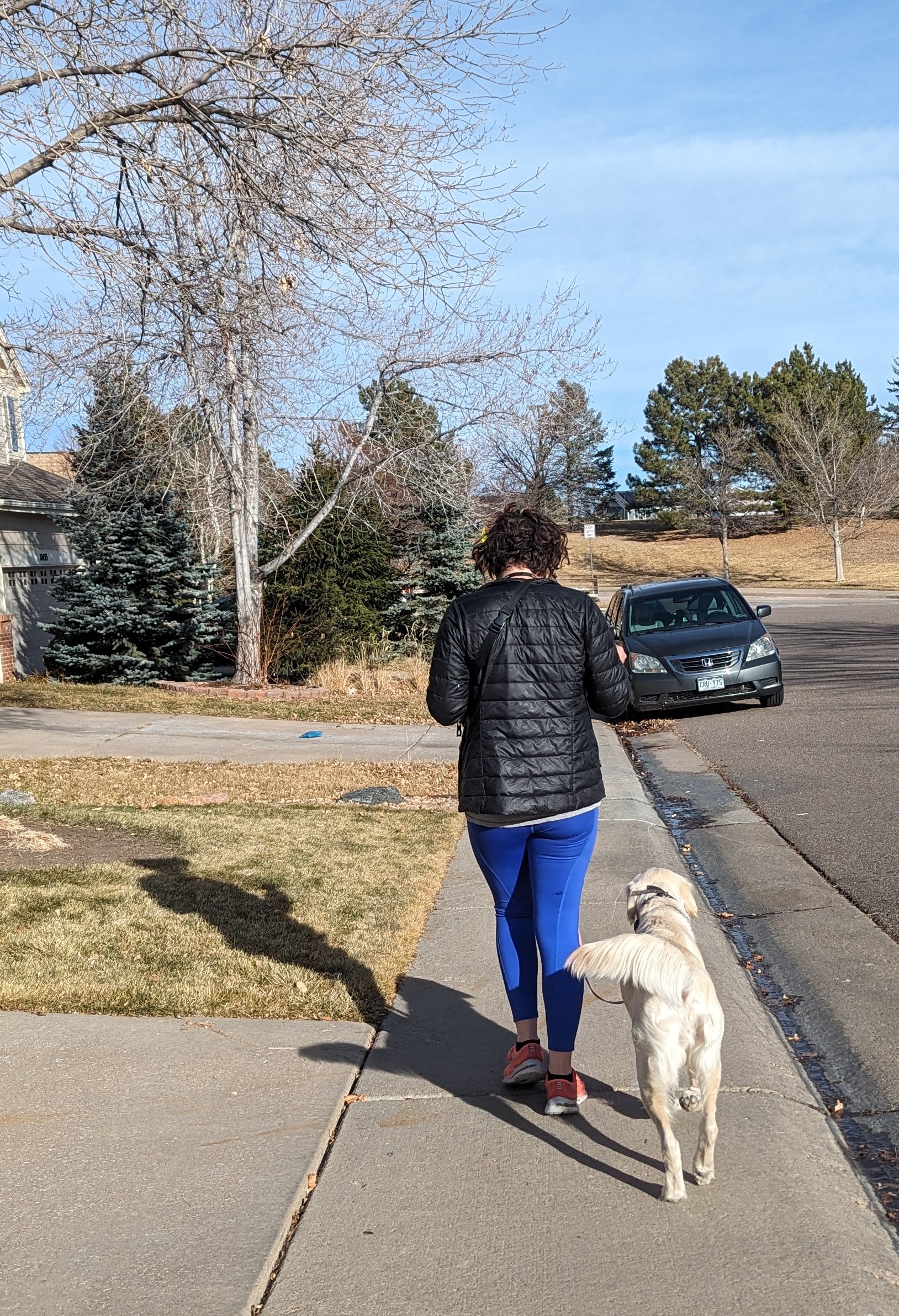 Golden retriever being trained